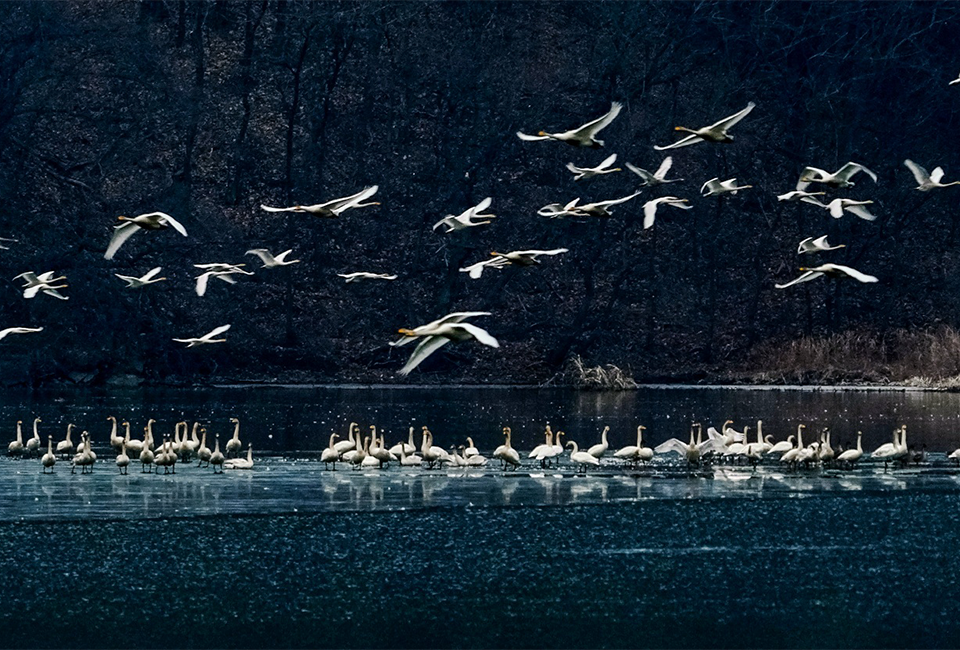 팔당호 위로 비상하는 백조들의 장관. 매년 겨울 이들은 광주의 깨끗한 생태환경을 알리는 ‘자연의 손님’으로 찾아온다. ⓒ광주뉴스